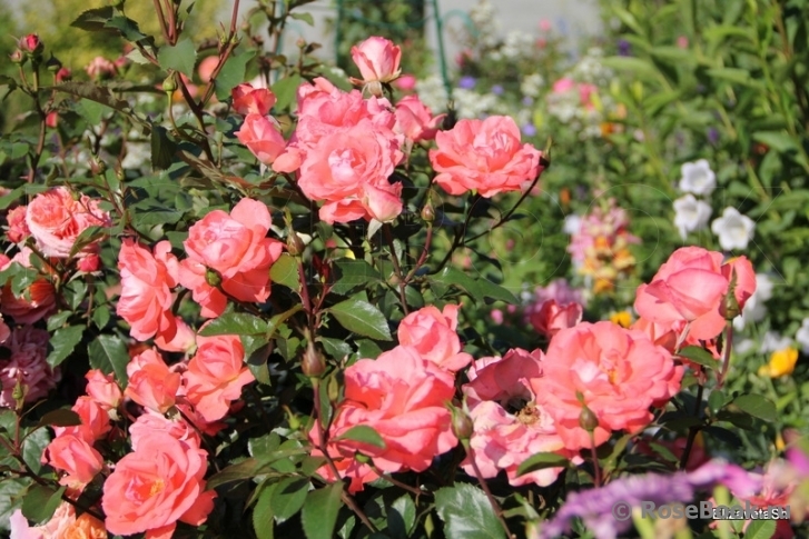 Роза Мюнхен Киндл 4