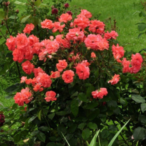 Роза Мюнхен Киндл