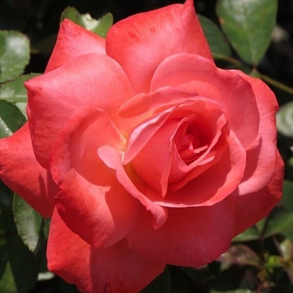 Роза Мюнхен Киндл 5