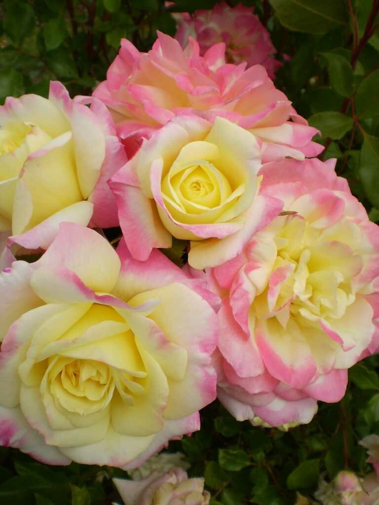 Роза Мьюзик Бокс 2