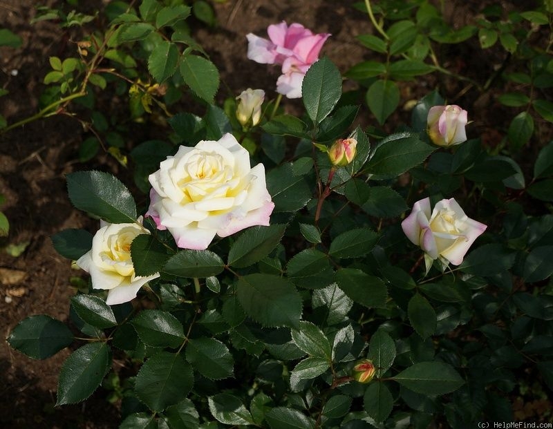 Роза Мьюзик Бокс 3