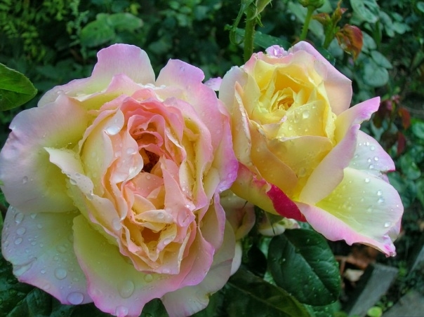 Роза Мьюзик Бокс 4