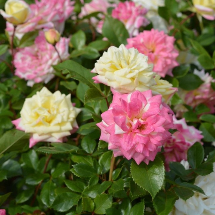 Роза Мьюзик Бокс