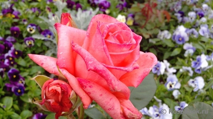 Роза Набила 2