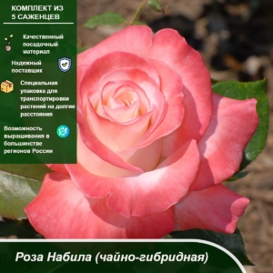 Роза Набила