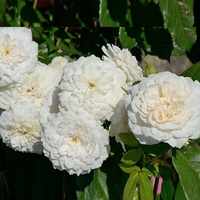 Роза Надин Кселла-Риччи