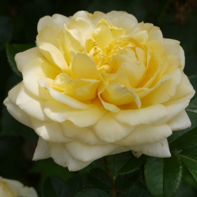 Роза Надя Зеруали 3