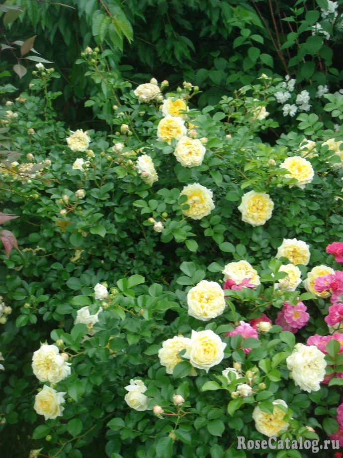 Роза Надя Зеруали 4