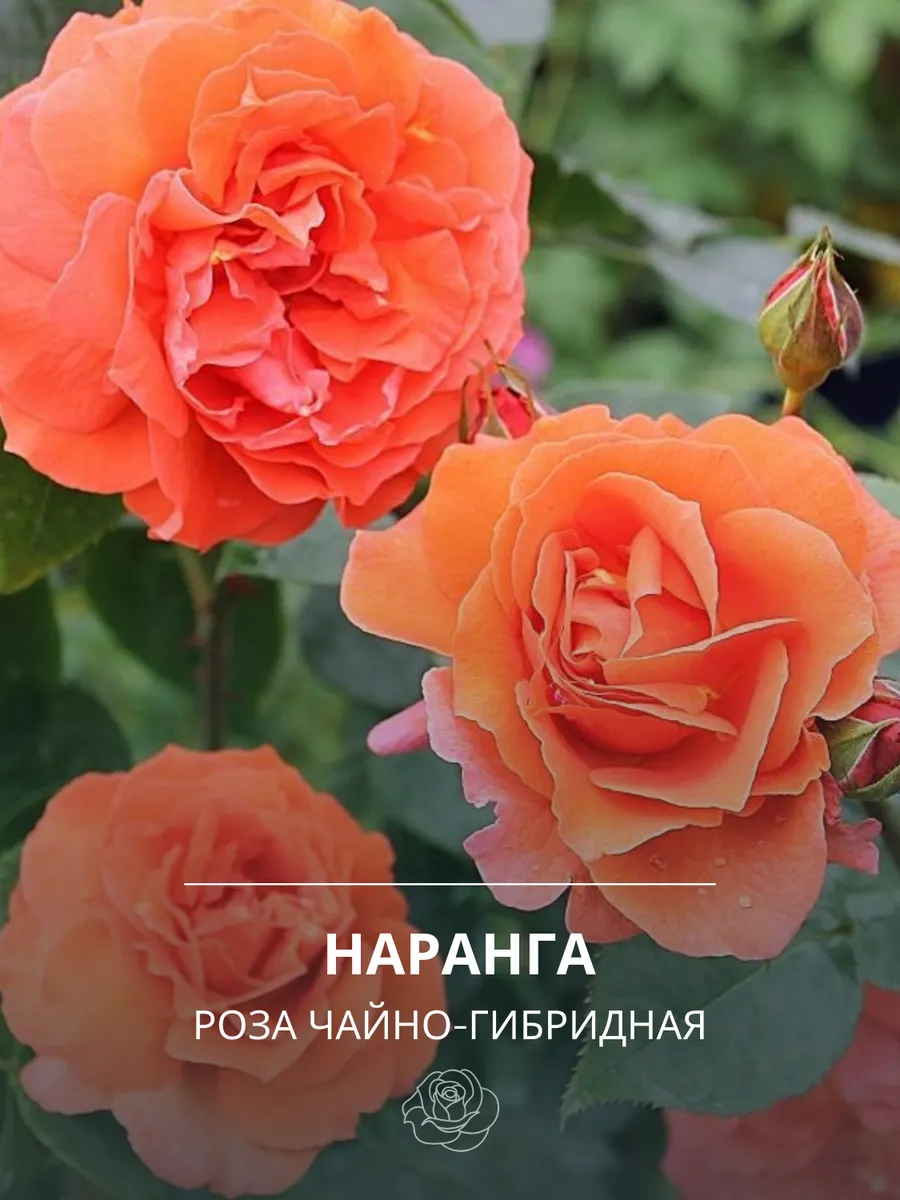 Роза Наранга 2