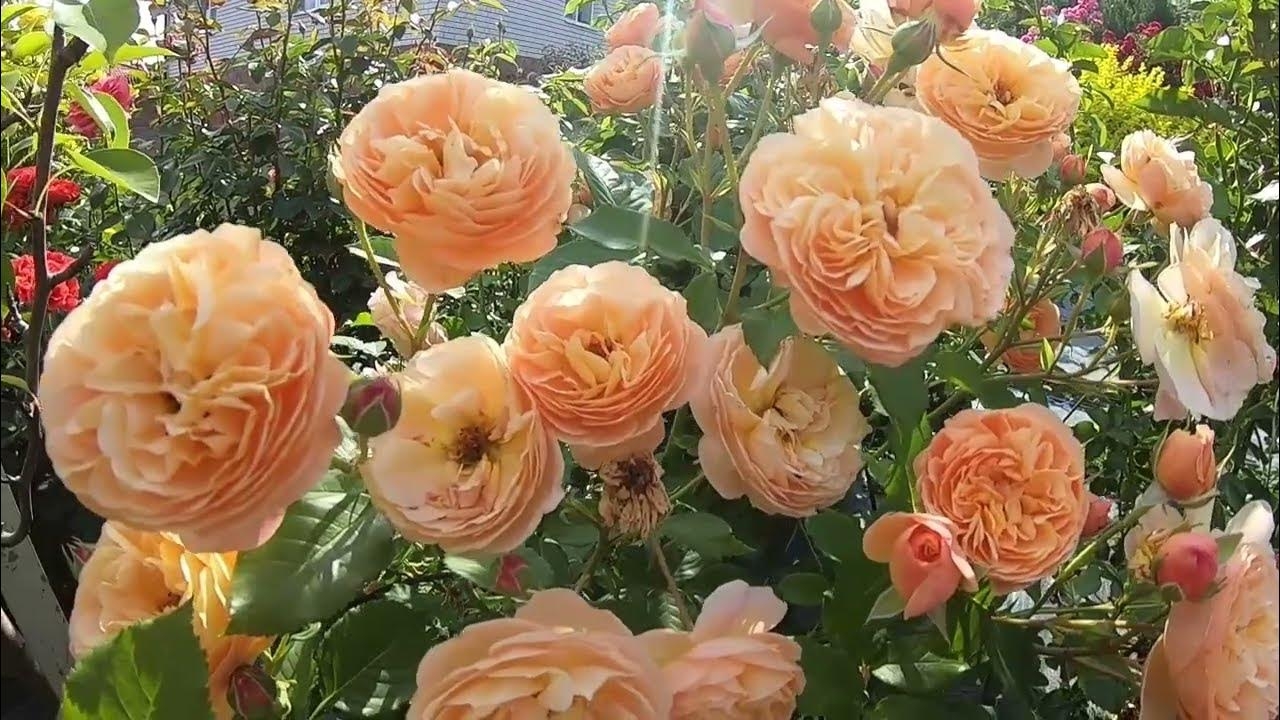 Роза Наталия Фрайла 2