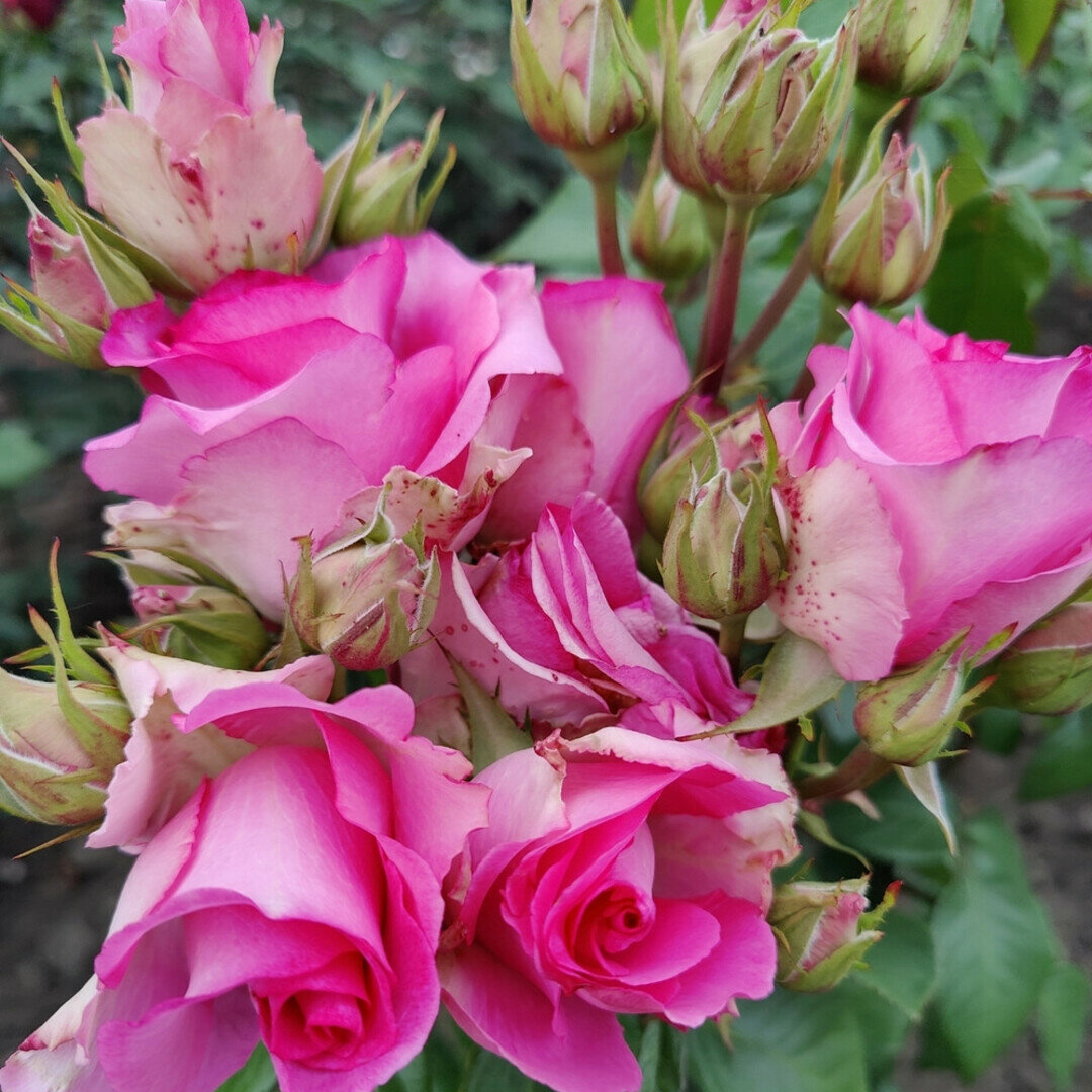 Роза Незаменимая 2