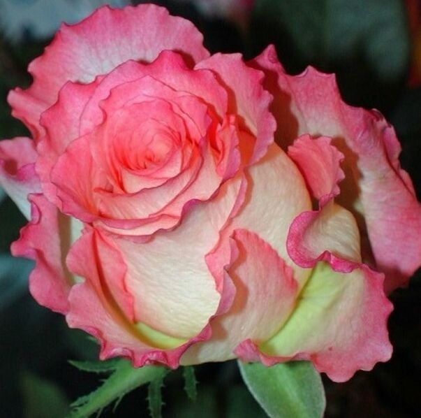 Роза Незаменимая 3