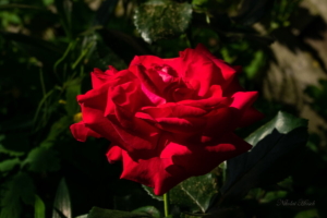 Роза Николай
