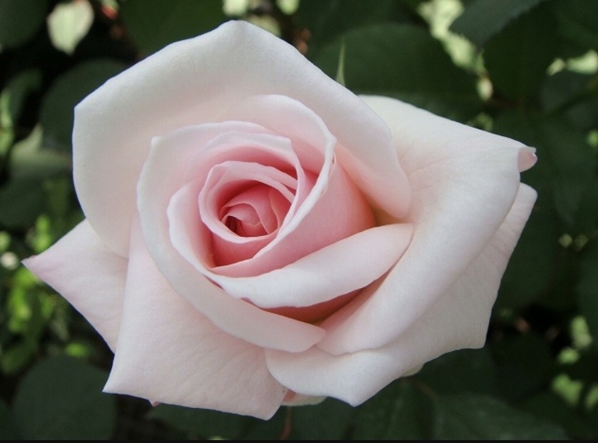 Роза Офелия 2