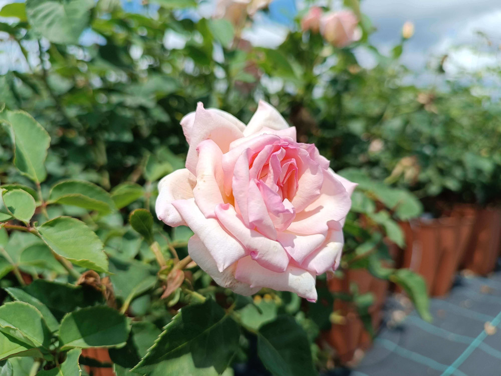 Роза Офелия 3