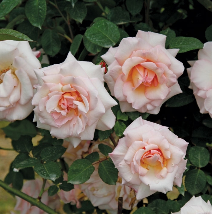 Роза Офелия 4