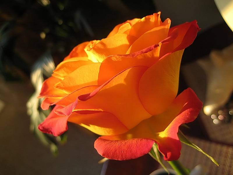 Роза Огни Москвы 4