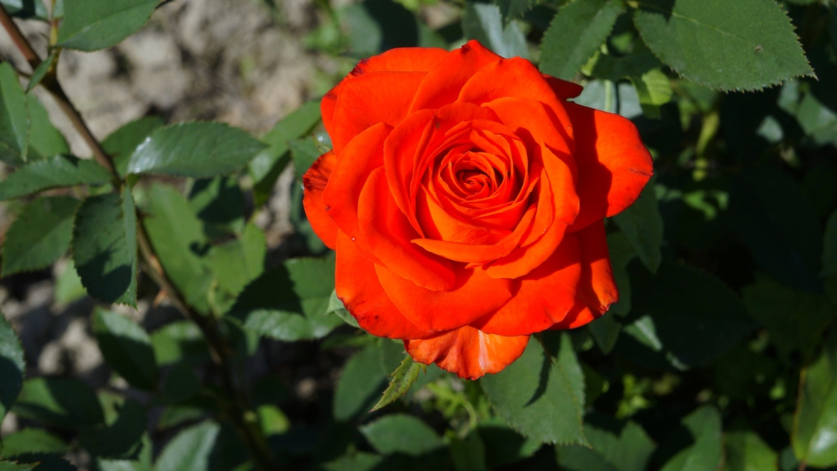 Роза Огни Москвы 2