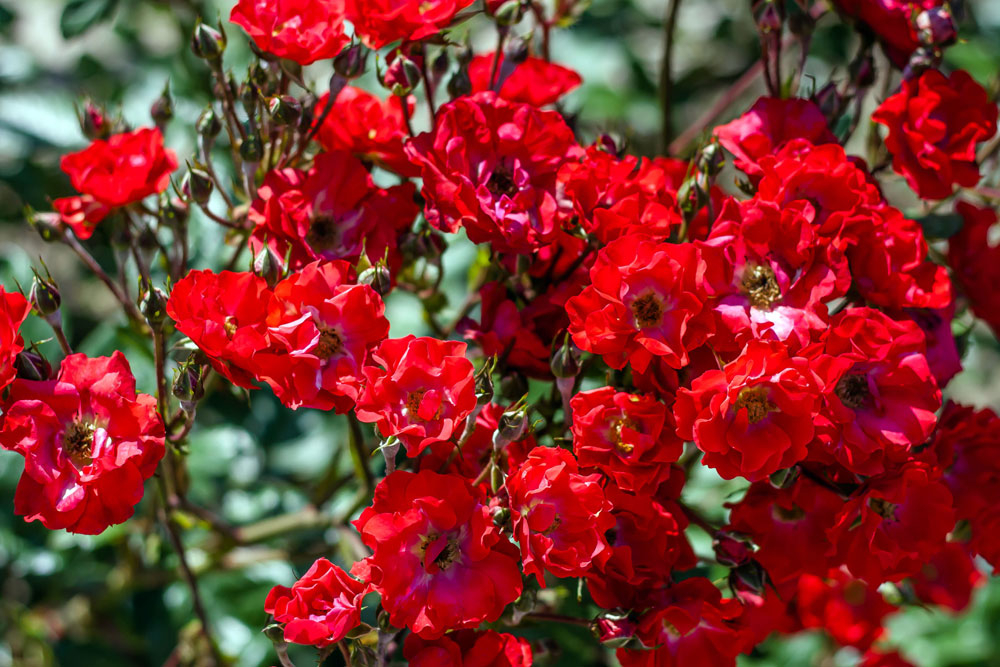 Роза Огни Москвы 3