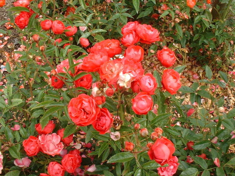 Роза Оранж Морсдаг 3