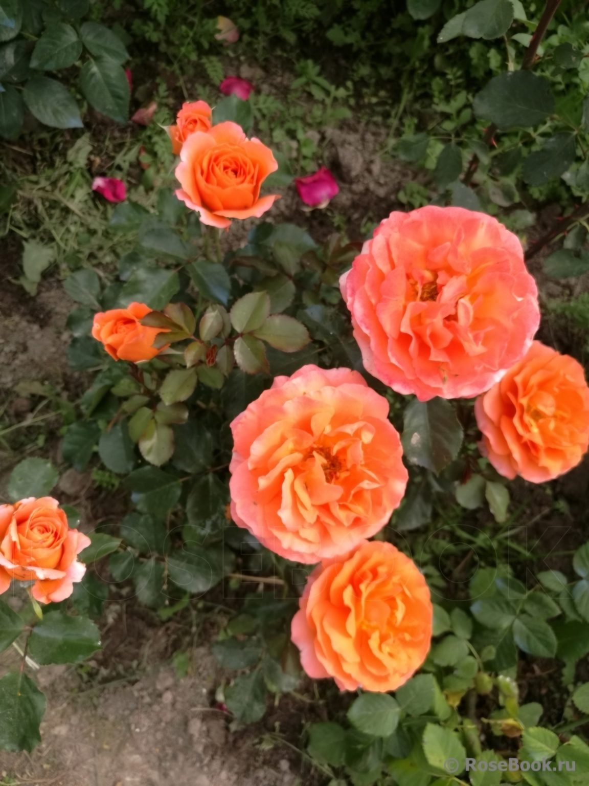 Роза Оранж Пешн 4