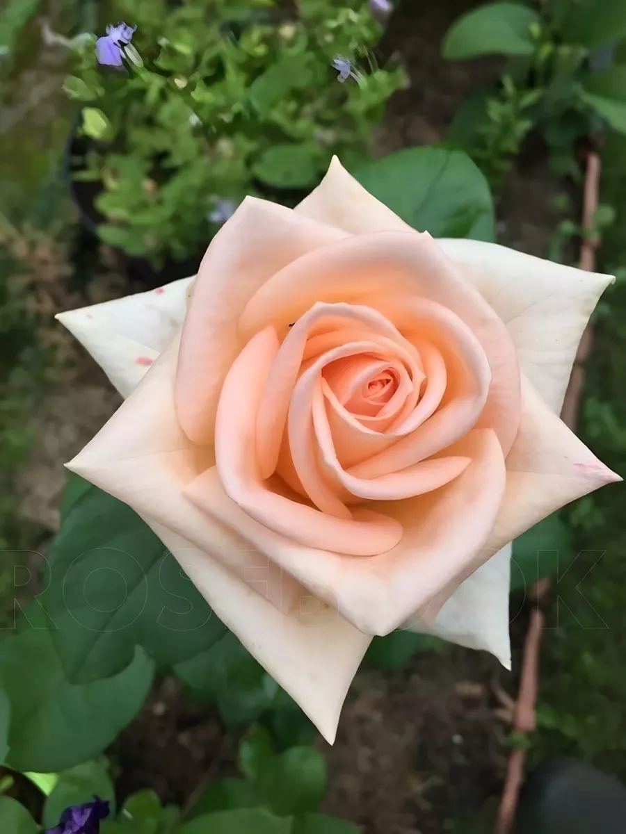 Роза Осиана