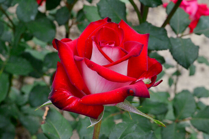 Роза Осирия 3