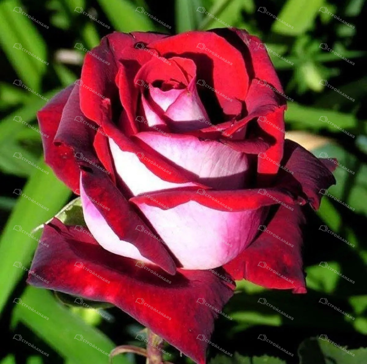 Роза Осирия