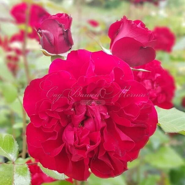 Роза Оскар Фер 2