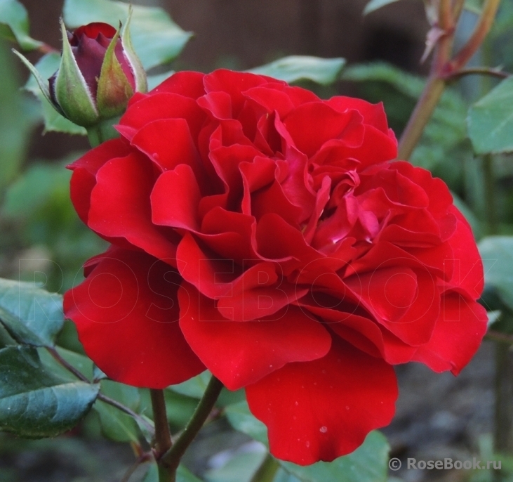 Роза Оскар Фер 3