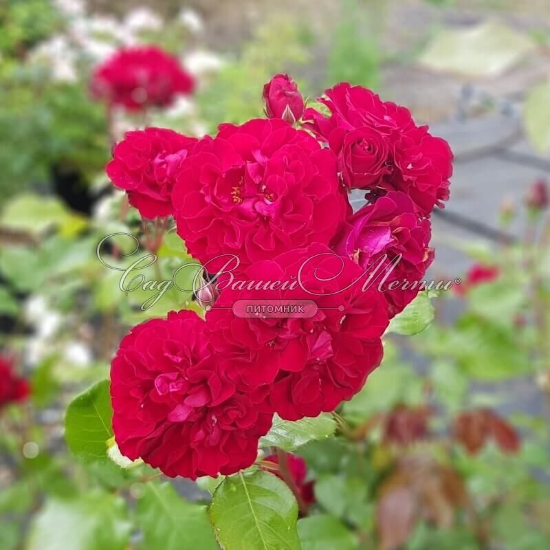 Роза Оскар Фер 4