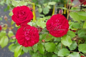 Роза Оскар Фер