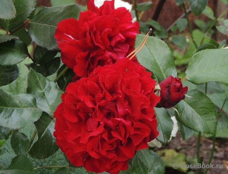 Роза Оскар Фер 5