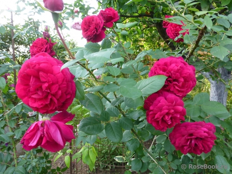 Роза Оскар Фер 6