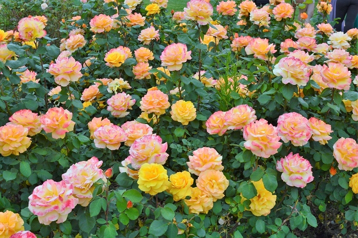 Роза Отель Калифорния 2