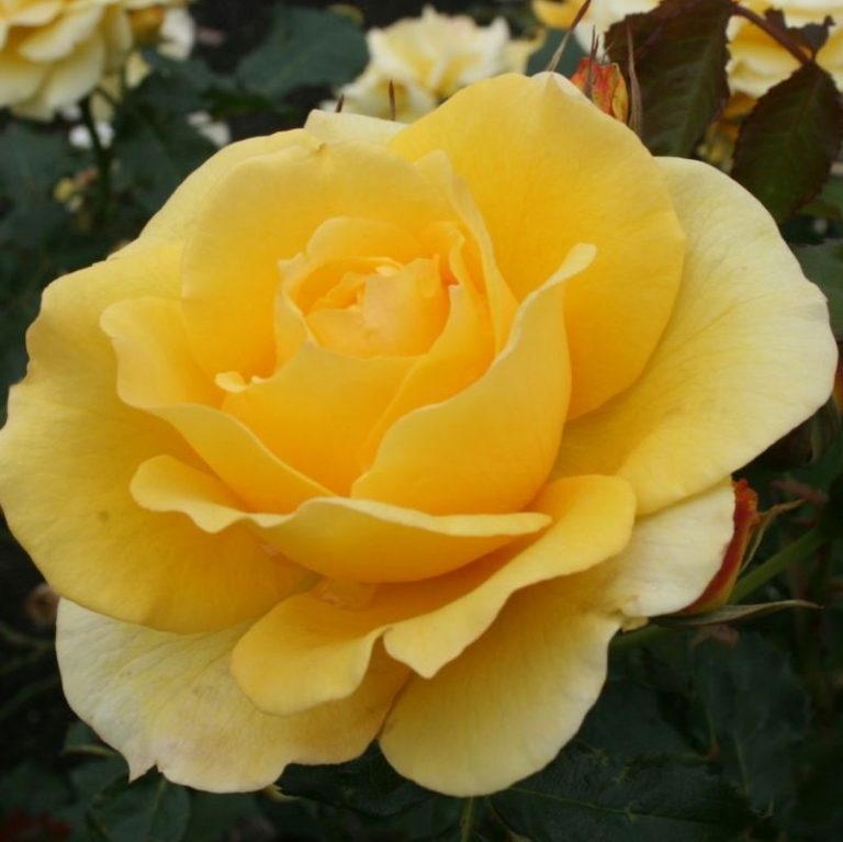 Роза Отель Калифорния 3