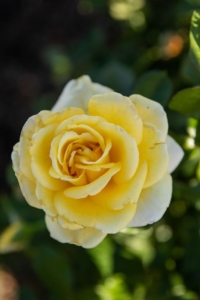 Роза Отель Калифорния