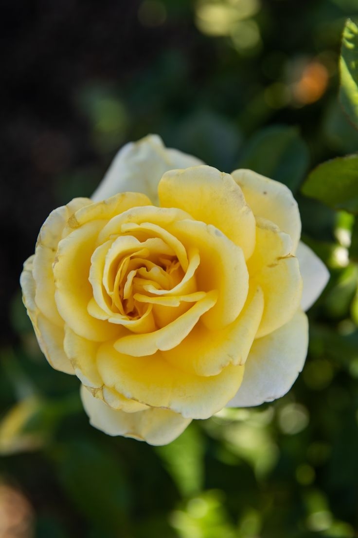 Роза Отель Калифорния