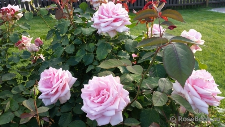 Роза Отель Савой 2