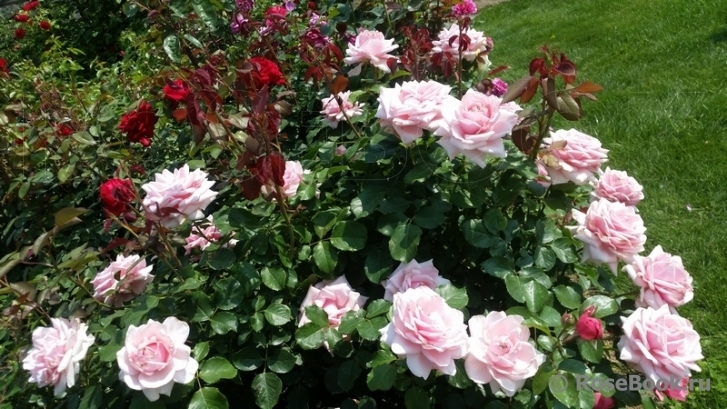 Роза Отель Савой 3