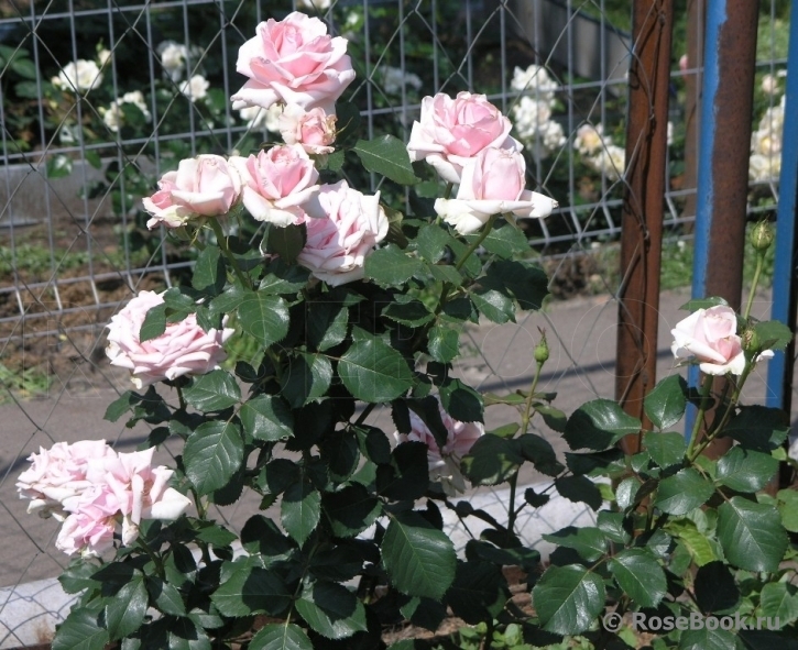 Роза Отель Савой 5