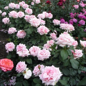 Роза Отель Савой