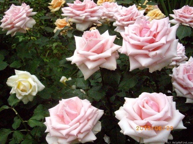 Роза Отель Савой 6