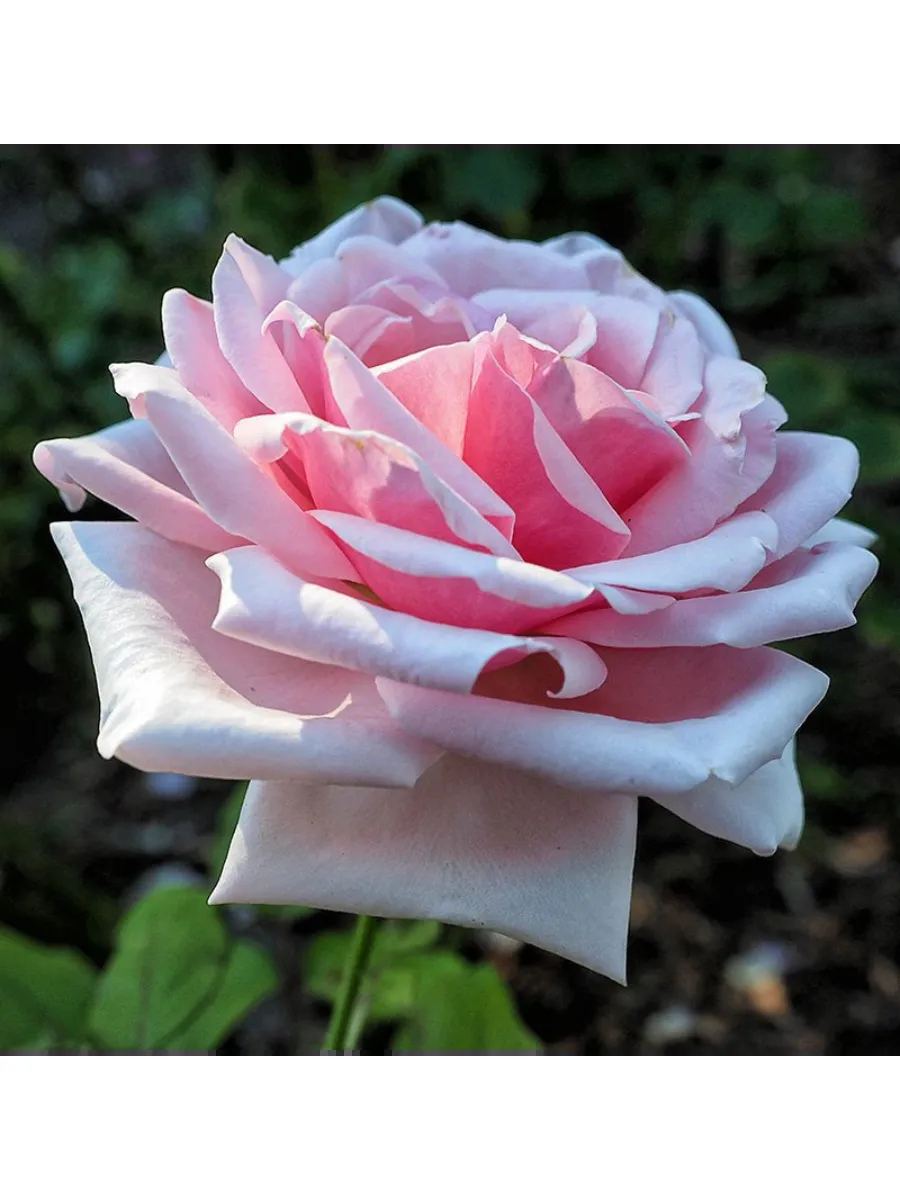 Роза Отель Савой 4