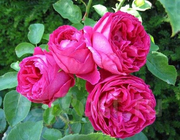 Роза Отелло 2