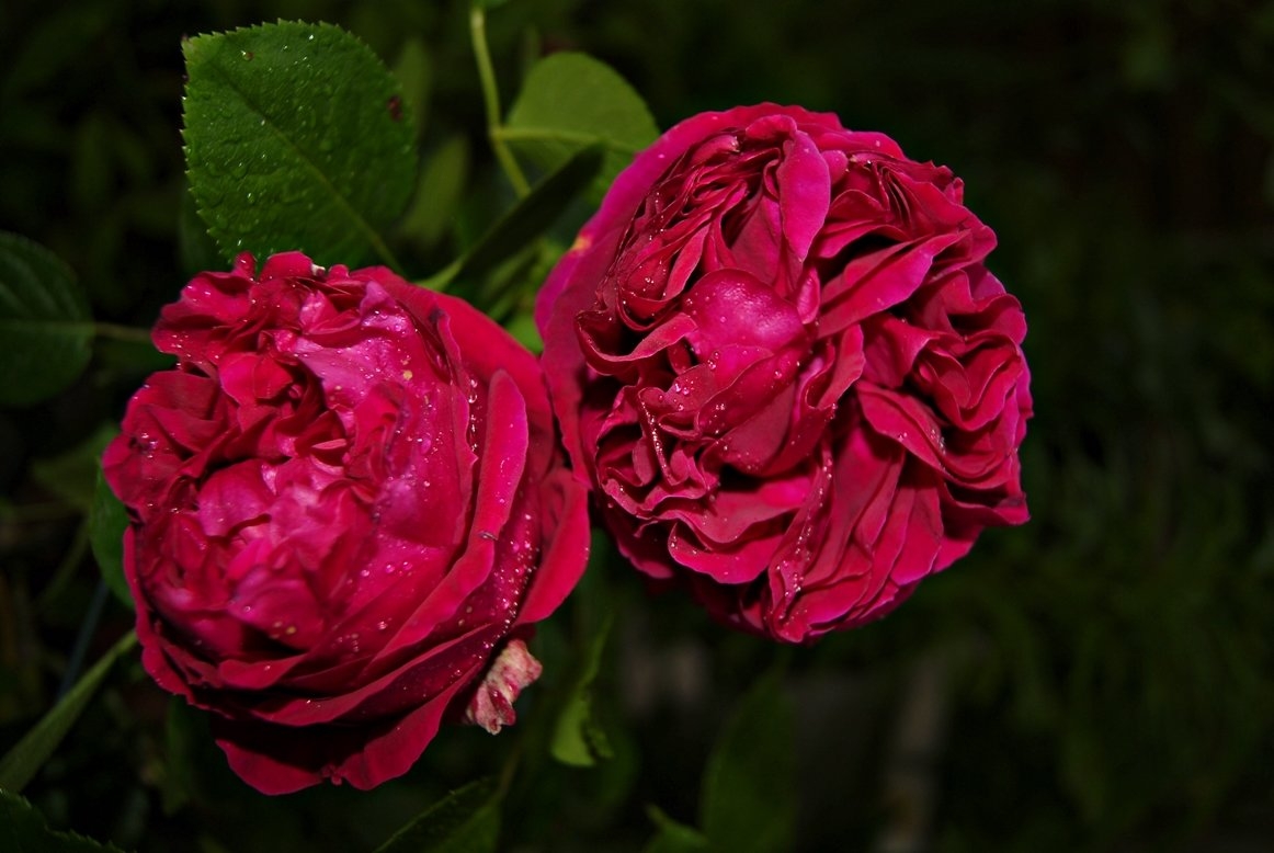 Роза Отелло 3