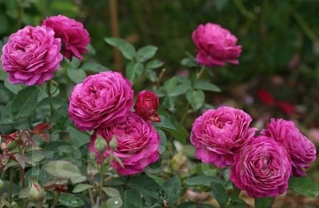 Роза Отелло 4