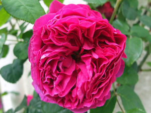 Роза Отелло