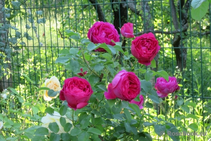 Роза Отелло 6