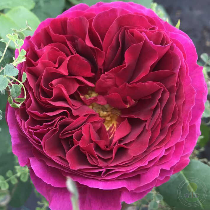 Роза Отелло 7